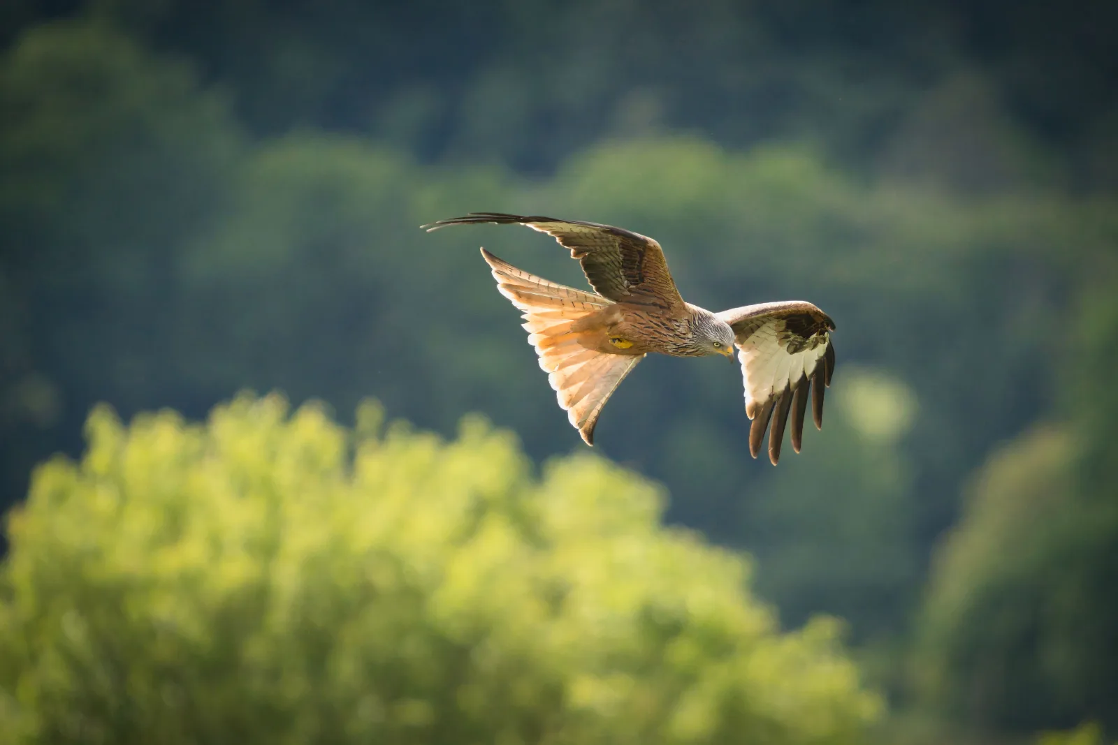 A bird of prey glides above green trees, symbolizing efficiency and ease in marketing.